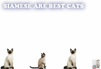 Siamese Cat Wallpaper By Lagatareina
