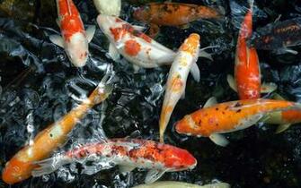Koi Live Wallpaper For Windows