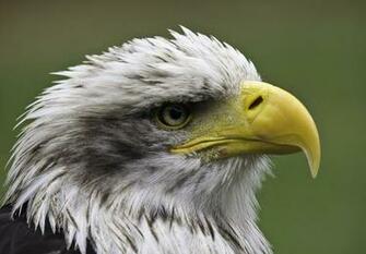 American Bald Eagle Wallpaper