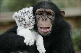 White Tiger Cubs Wallpaper Tigers Picture Bengal