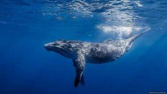 Underwater Largest Whale Fish HD Wallpaper New