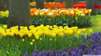Spring Garden Keukenhof Gardens Lisse Holland Wallpaper HD