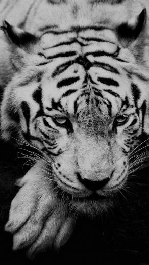 Black And White Tiger Portrait Android Wallpaper Galaxy