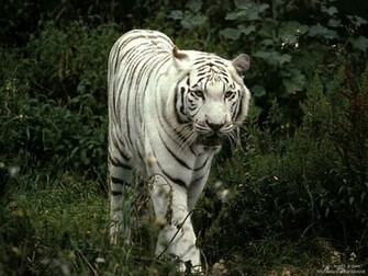 Animals Green White Desktop Wallpaper