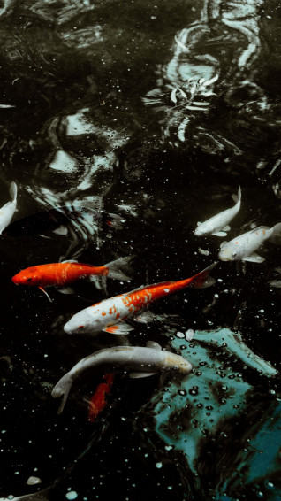 Koi Fish iPhone Wallpaper