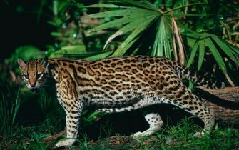 Animals Feline Ocelots Wallpaper