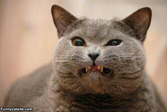 Funny Angry Cats HD Wallpaper