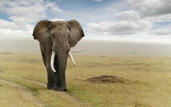 Elephant Wallpaper S