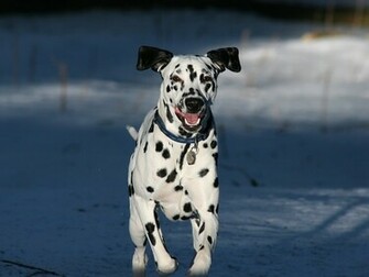 Dalmatians Wallpaper