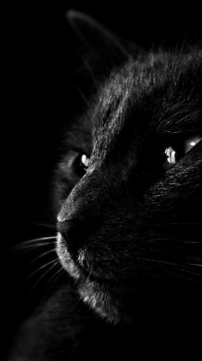 Black Cat In The Dark Wallpaper iPhone