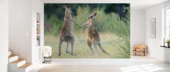 Eastern Grey Kangaroo Affordable Wall Mural Photowall