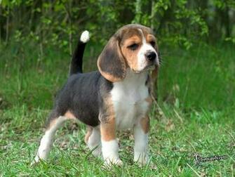 Here Is A Super Cute Beagle Beagles Wallpaper