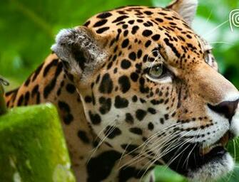 High Definition Wallpaper Jaguar Jumping Image DesktopHDw