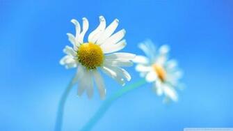 Windows Default Wallpaper 4k HD Desktop For