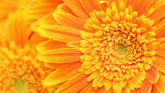 Orange Flower Wallpaper Background Desktop