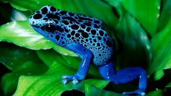 Poison Dart Frog HD Wallpaper Wallpaperin4k Net