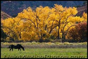 New Mexico Photojournal Horse At Ghost Ranch