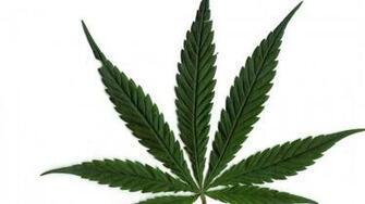 Pot Leaf Image Femalecelebrity