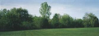 Best Treeline Background Twisted