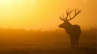 Deer Pictures Wallpaper Desktop Background For HD