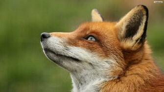 Red Fox Close Wallpaper