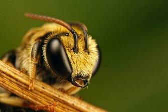 Wallpaper Bee Macro Eyes Desktop Animals Goodwp