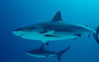 Wallpaper For iPhone Sharks