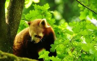 Red Panda Wallpaper Animal