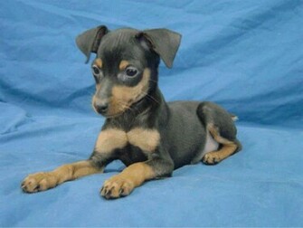 Miniature Pinscher Wallpaper