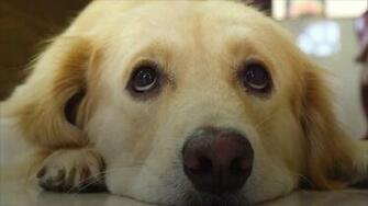 Dogs Developed Muscles To Make Puppy Dog Eyes At Humans Study Finds