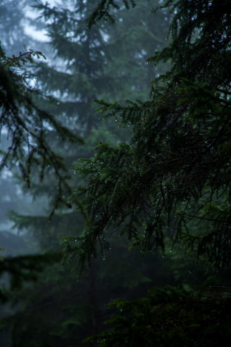 Rain Forest Pictures Stunning Image On