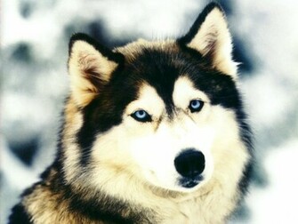Dog Wallpaper Image And Animals Pictures