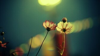 Beautiful Flowers Full HD Wallpaper