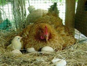 Wallpaper Hen With Chicks Hens