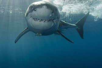 Great White Shark Computer Wallpaper Desktop Background
