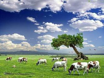 Best Cow Desktop Wallpaper Background Collection