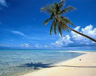 Beautiful Beach Background Palm Trees