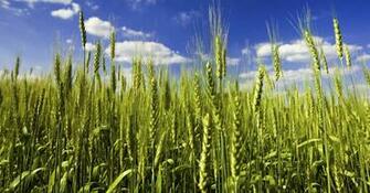 Crop Background