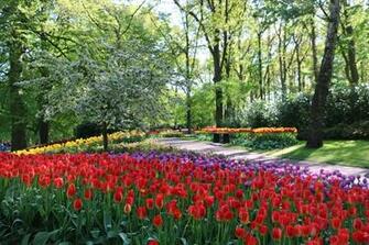 Amsterdam Tulip Season Festival