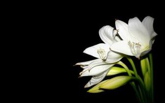 White Lily Mac Wallpaper