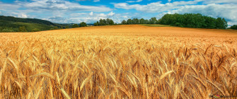 Wheat Field 4k Wallpaper