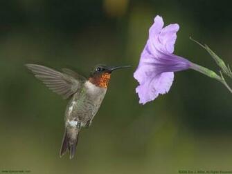 Hummingbird Desktop Background