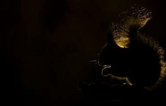 Wallpaper Light Shadow Protein Image For Desktop Section