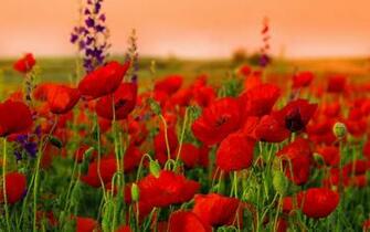 Red Poppy Wallpaper