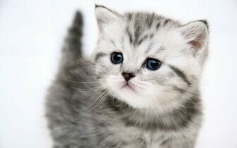 Cute Kitten Pussy Cat Uploaded Silvery