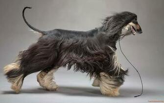 Afghan Hound Wallpaper X Net