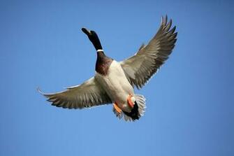 Flying Duck In The Sky Wallpaper HD
