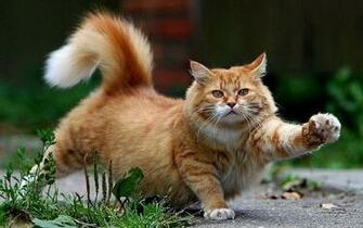 Beautiful Cat Cats Wallpaper