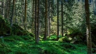 Wallpaper International Day Of The Forest World