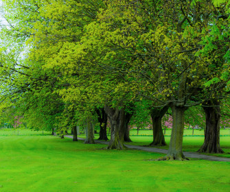 Green Tree Wallpaper